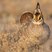 Lesser Prairie-Chicken